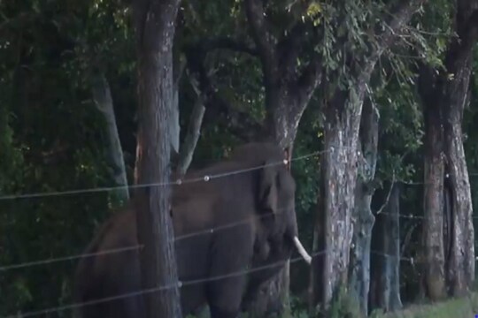 अपने समूह के लिए रास्ते में आ रही बाधा को हटाने वाले लीडर हाथी का वीडियो हुआ वायरल (Image- Elephant Zone)