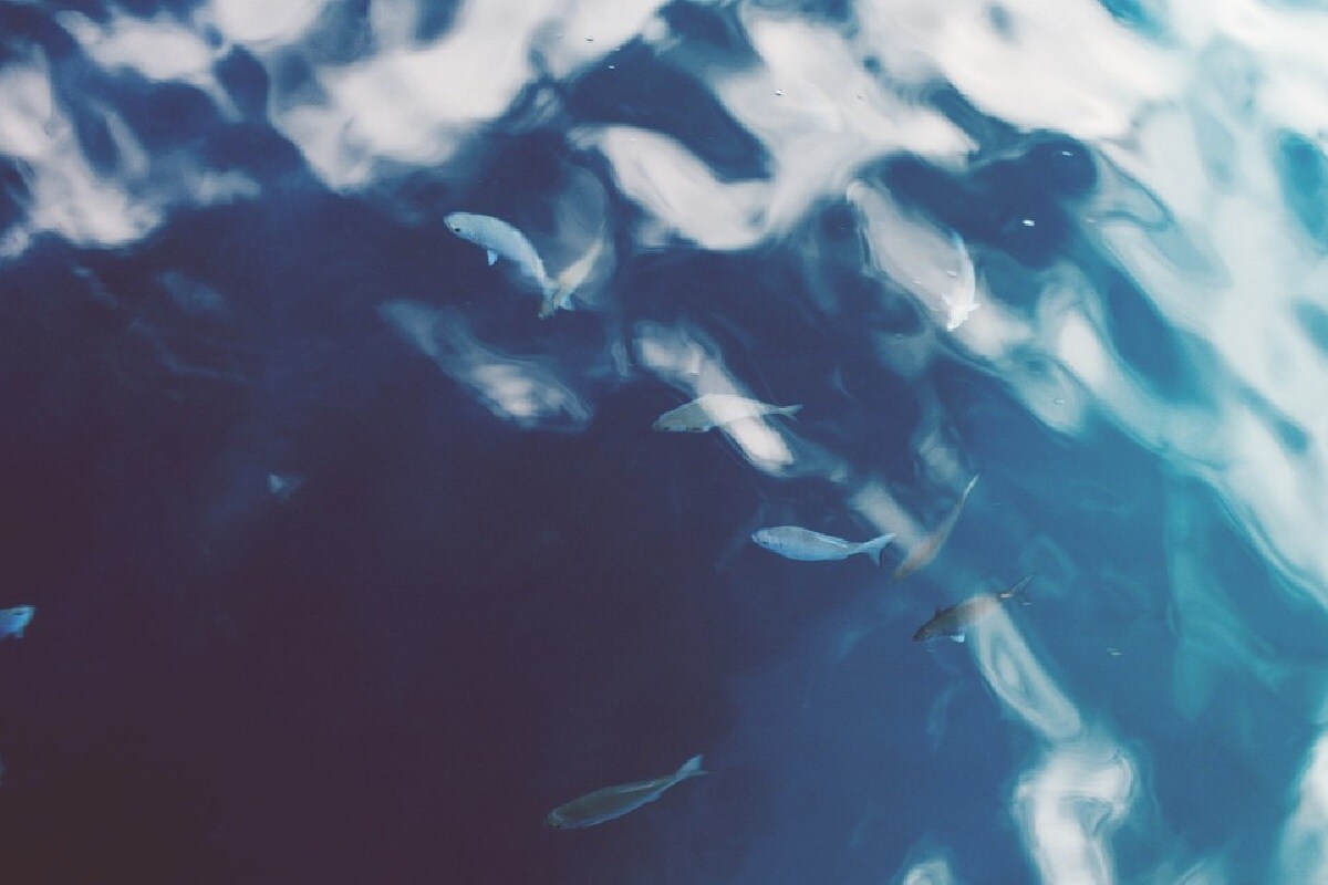 Research, Environment, Organic Evolution, Evolution, fishes, Insects, venom, Species, vertebrates, invertebrates,