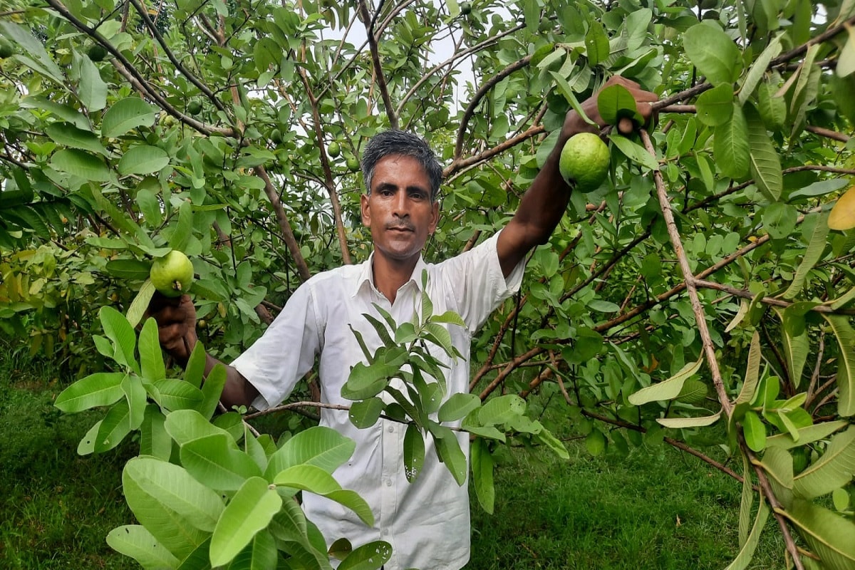बिहार: गांव की मिट्टी खींच लाई, 12 बीघे बंजर जमीन पर लगा दी अमरूद की बाग, हो रही लाखों की कमाई Praveen of Jamui is earning lakhs by cultivating guava on 12