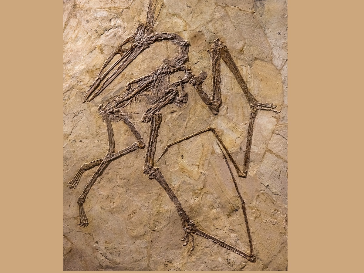 Dragon-like Flying Reptile Fossil found in Australia largest On Earth