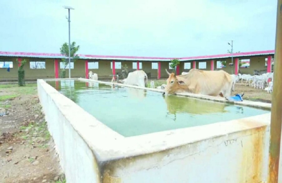  न तो भाजपा सरकार में ओर न ही कांग्रेस की सरकार ने इसमे पूरी क्षमता से गायों को रखने के बारे में सोचा. कमलनाथ सरकार ने जिले में 30 नई गौ शालाएं खोलने की मंजूरी दे दी थी. करोड़ो रुपयों में इन गौ शालाओं का निर्माण कराया जा रहा है. इनमें से 29 गौ शालाओं का निर्माण कार्य पूरा होना बताया जा रहा है तो 16 गौ शालाओं को शुरू भी कर दिया गया है जिनमें 1375 गौ वंश को रखा जा रहा है. नई खोली गई गौशालाओं में नए सिरे से सारी व्यवस्था की जा रही है. जबकि जिले में पूर्व से बने गौ अभयारण्य की क्षमता का दोहन किया जा सकता था.