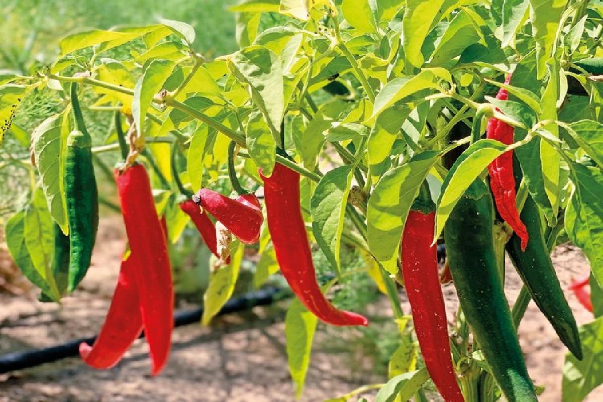 Start green chilli cultivation by planting 2 lakhs, in 10 months only