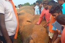 करंट लगने से जंगली हाथी की मौत, घटनास्थल पर आकर बैठ जा रहा है साथियों का झुंड