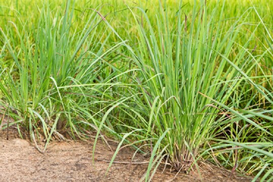 कृषि कानूनों को लेकर लगातार किसान प्रदर्शन कर रहे हैं.