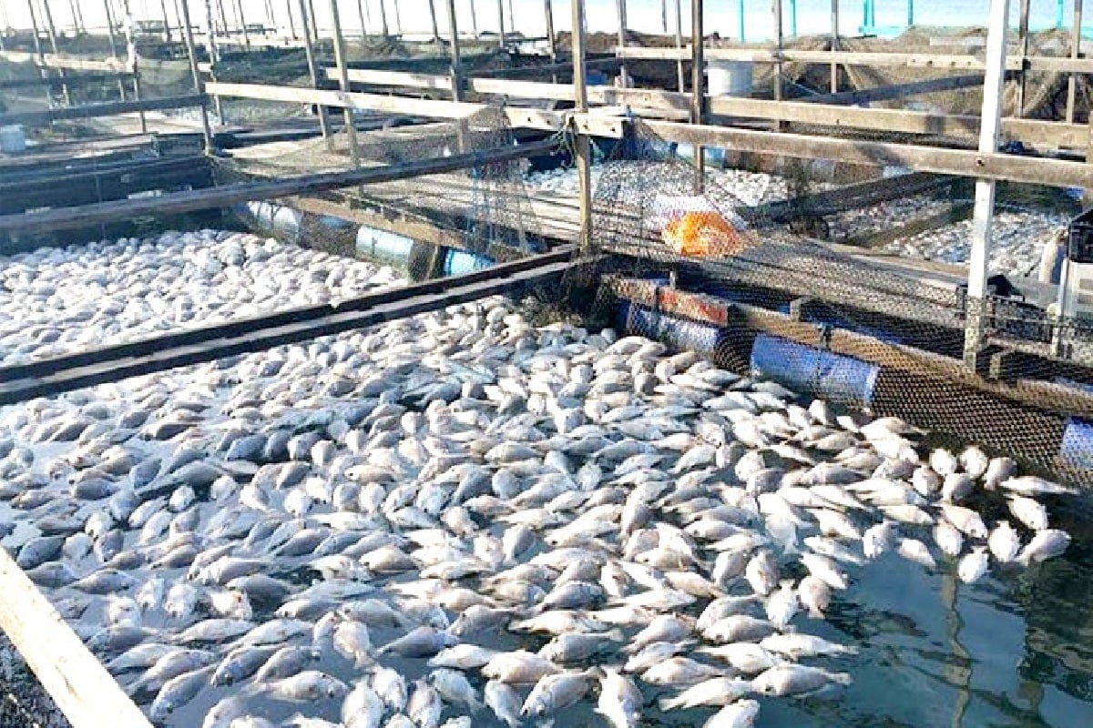 fish-farming-business-animals-super-store