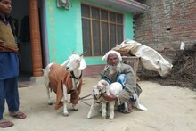 पहल: गाय-भैंस के बाद 7 राज्‍य बकरियों में शुरू करने जा रहे कृत्रिम गर्भाधान
