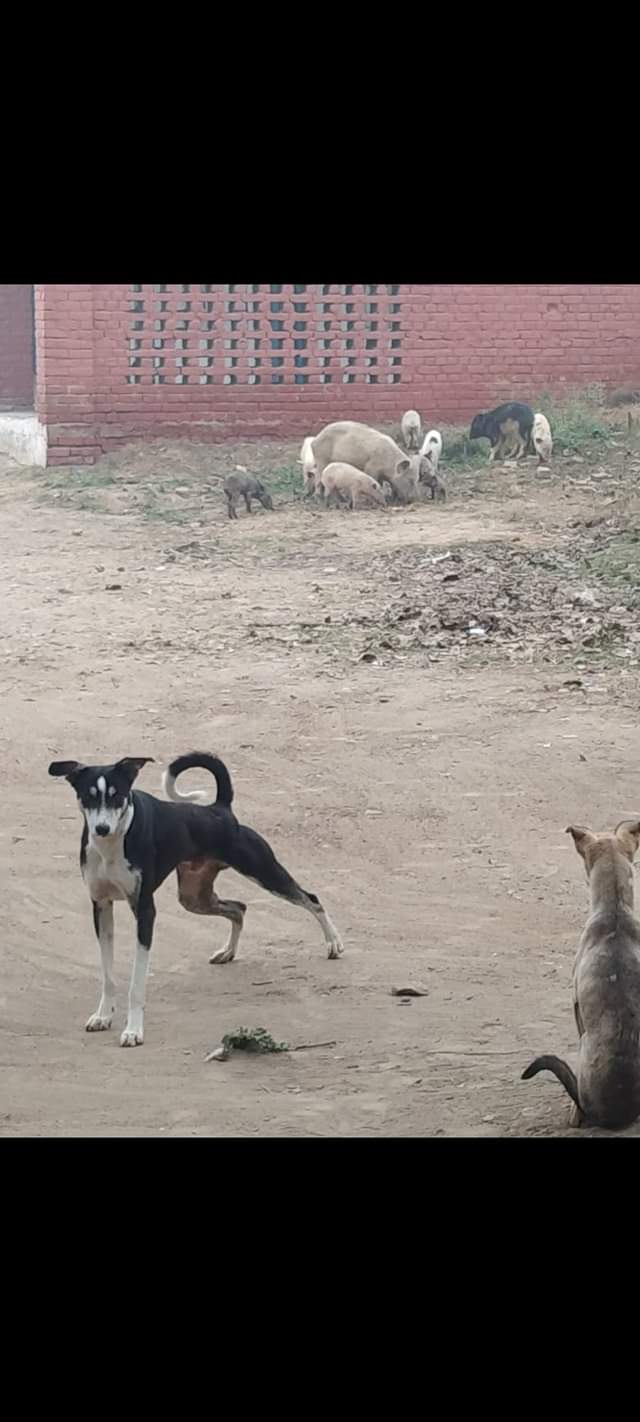 यह स्कूल का नजारा है. यह आवारा जानवरों का अड्डा बन चुका है. पूरे दिन यहां सुअर और कुत्ते घूमते रहते हैं. इसे देखकर अंदाजा लगाया जा सकता है कि यहां साफ-सफाई से लेकर सुरक्षा के कैसे इंतजाम होंगे.
