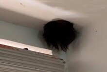 अचानक घर की छत फाड़ निकला बालों से भरा मुंह, देखते ही चीखकर बाहर भागा कपल