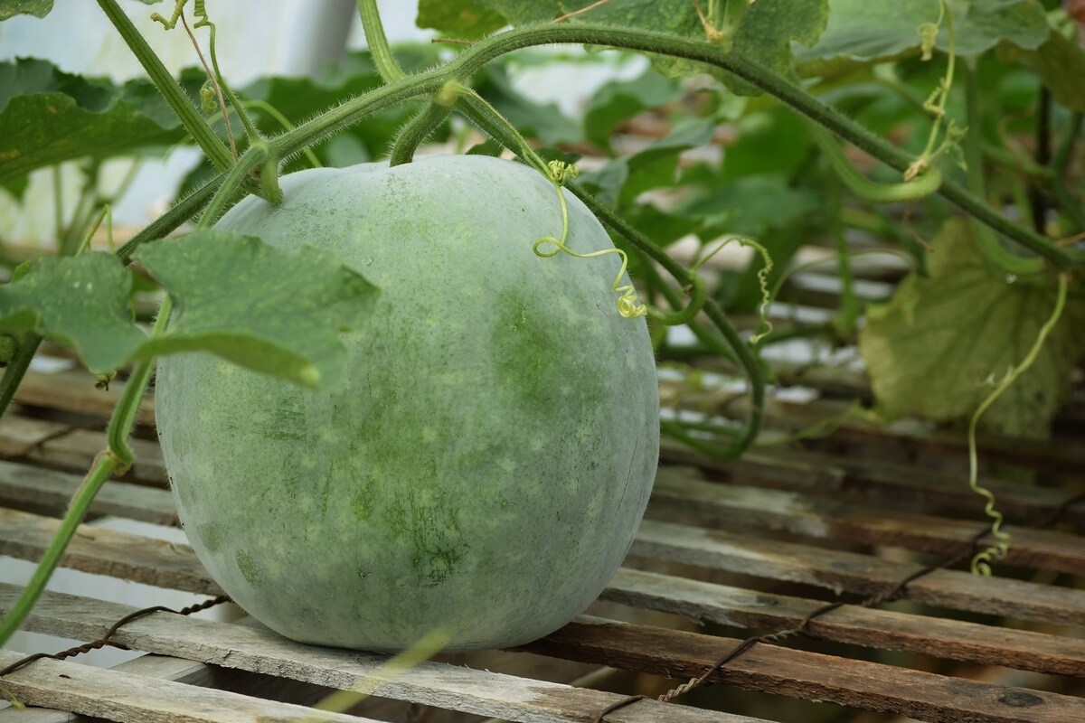 ash gourd health benefits in hindi PressWire18 ash gourd health benefits in hindi PressWire18