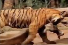 जंगल में घूम रही गाय को बाघ ने बनाया अपना शिकार, Video देखें फिर क्या हुआ