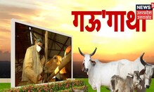 Allahabad HC ने दिया गाय को राष्ट्रीय पशु घोषित करने का सुझाव, देखिए गोपालकों की इसपर क्या है राय