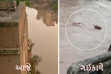 ग्राउंड रिपोर्ट: बारिश से बेहाल गुजरात, बाढ़ में बह गए 250 मवेशी