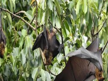 Nipah Virus से निपटने के लिए केंद्र की केरल को 5 सूत्रीय सलाह, दिए ये निर्देश