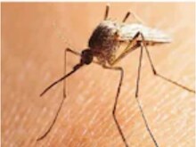 ZyCoV-D ने बढ़ाई उम्मीद, अब डेंगू के खिलाफ भी हो रही DNA वैक्सीन की तैयारी