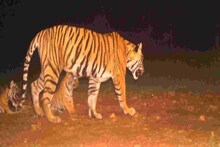 Ranthambore Tiger Reserve: बाघिन T-105 ने दिया 3 शावकों को जन्म, कुनबा बढ़ा, बाघों की संख्या हुई 74