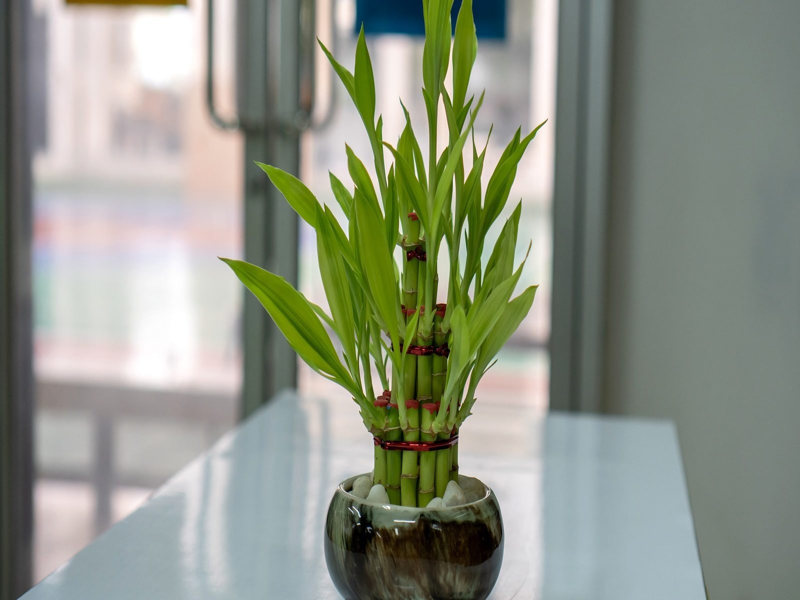 घर के इस कोने में रखें बांस का पौधा, बदल जाएगी सोती किस्मत - vastu tips for bamboo  plant corner of home can change luck pur – News18 हिंदी