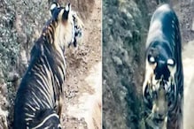 वैज्ञानिकों का दावा: ओडिशा में सिमिलीपाल के काले बाघों के रहस्य को सुलझाया