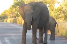 गुस्साए हाथी ने बीच सड़क पर बच्चे के साथ मचाया आतंक, Video देखें आगे क्या हुआ