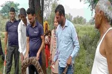 VIDEO: अजगर ने जिंदा गीदड़ को बनाया शिकार, मचा हड़कंप; ग्रामीणों ने पकड़कर पेड़ के बांधा