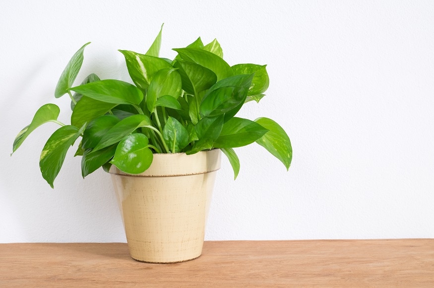  वास्तु के अनसुार किसी भी घर में मनी प्लांट का पौधा लगाना भी शुभ माना जाता है. इसे दक्षिण पूर्व या उत्तर दिशा में लगाने से घर में मां लक्ष्मी की कृपा बनी रहती है. (Image- Shutterstock)