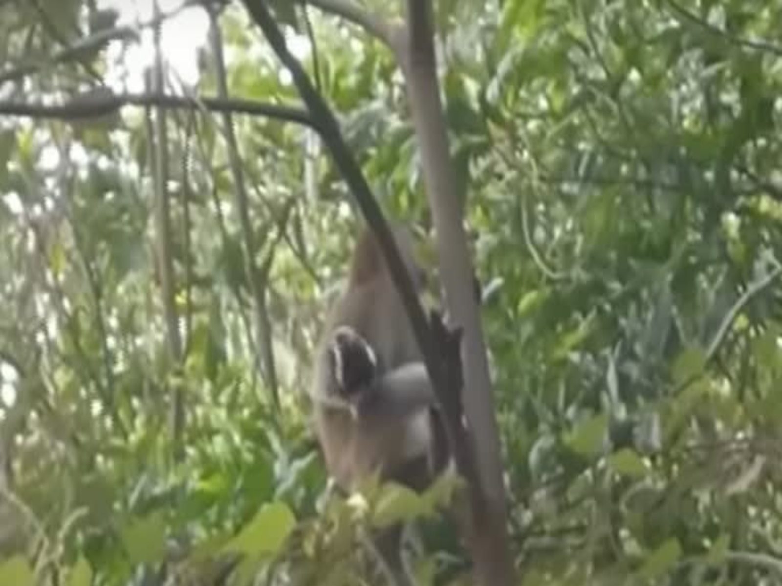 चोर गैंग के बंदर ने तीन दिन तक पिल्ले को जंगल में बंधक बनाकर रखा (इमेज- वीडियो) 
