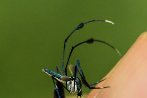 दुनिया का सबसे खूबसूरत मच्छर... आपको काटेगा तो भी मारने का मन नहीं करेगा,  जानिए कहां मिलता है Most Beautiful Mosquito of the world Sabethes cyaneus  leave you stunned by its look