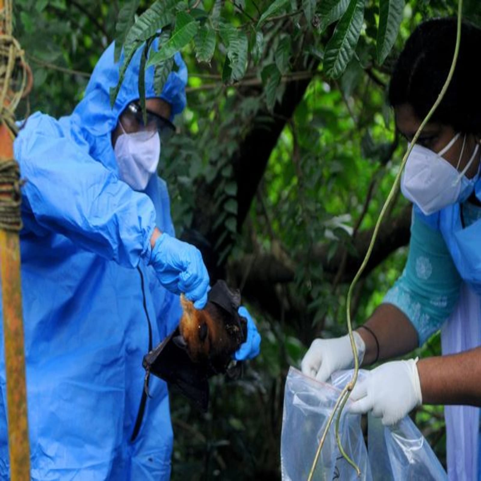 nipah virus in india