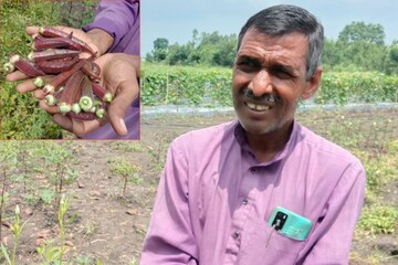 Bhopal farmer has grown red ladyfinger, know what are its 5 big benefits?  भोपाल के किसान ने उगाई लाल भिंडी, जानिए क्या हैं इसके 5 बड़े फायदे? –  News18 Hindi