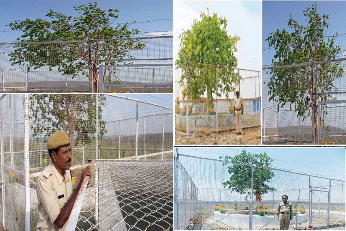  इस पेड़ को 15 फीट ऊंची जालियों से घेरा गया है. दो गार्ड 24 घंटे इसकी सुरक्षा करते हैं, ताकि कोई पेड़ को नुकसान न पहुंचा सके. सांची नगर परिषद, पुलिस, राजस्व और उद्यानिकी विभाग लगातार इस पर नजर रखते हैं. इस पेड़ का एक पत्ता भी गिरता है तो अधिकारी तुरंत मौके पर पहुंच जाते हैं. हर 15 दिन में इसकी मेडिकल जांच कर खाद और पानी की व्यवस्था की जाती है.