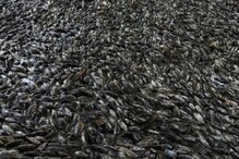 चीन की वजह से अरुणाचल के कामेंग नदी में पानी हुआ काला! हजारों मछलियों की मौत
