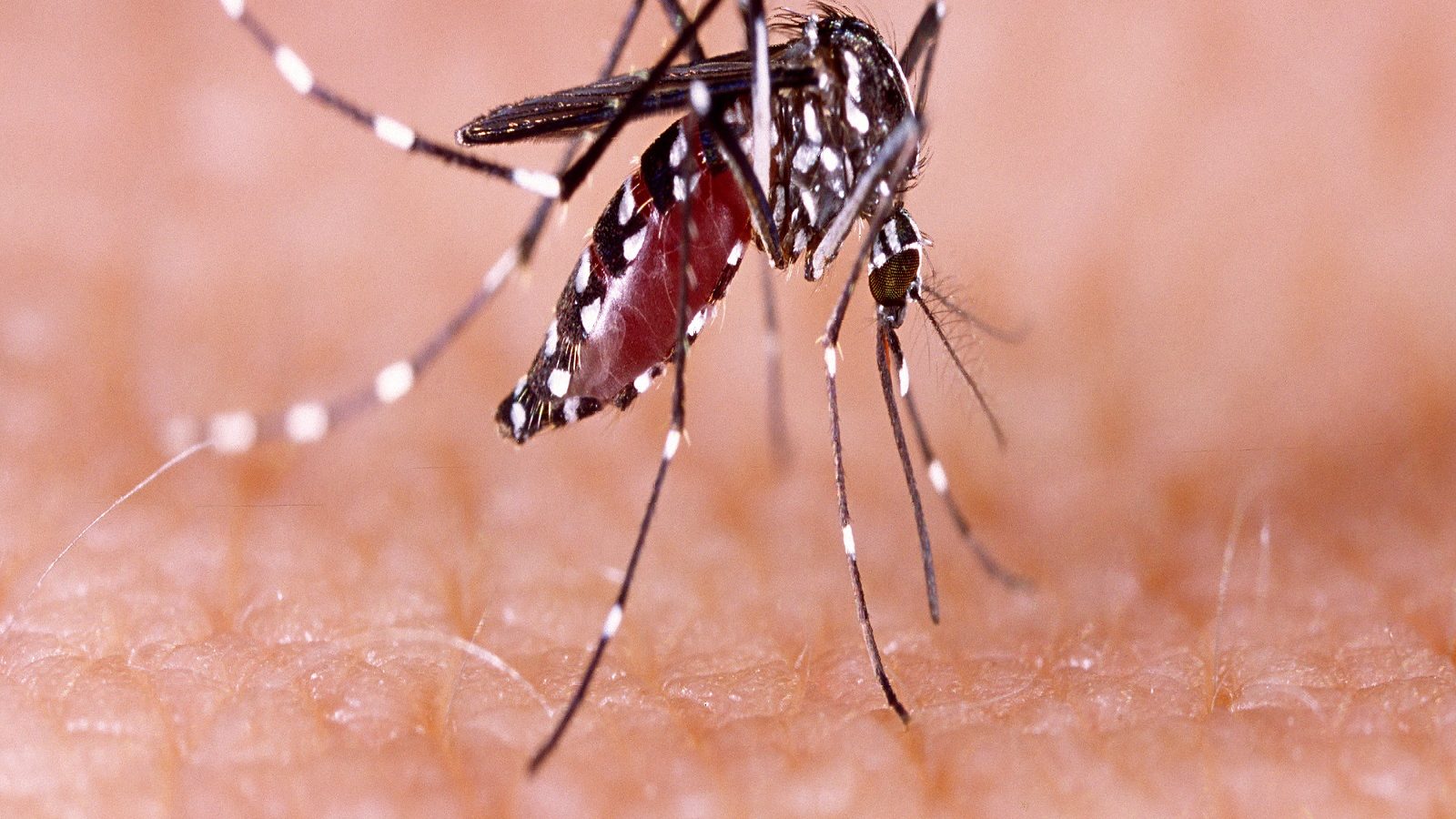 Dengue and Scrub typhus: ऊना में दो माह में डेंगू-स्क्रब टायफस 70 मामले आए  सामने - hp news dengue and scrub typhus 70 cases reported in una hpvk –  News18 हिंदी