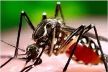 हरियाणा: मेवात में डेंगू के 175 मामलों की पुष्टि, वायरल फीवर से अब तक 18 की गई जान