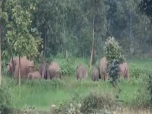 गढ़वा के शहरी क्षेत्र में छत्तीसगढ़ से आए जंगली हाथियों के झुंड का आतंक