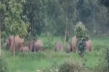 गढ़वा में छत्तीसगढ़ से आए जंगली हाथियों के झुंड का आतंक, घर-बार छोड़कर भागे लोग