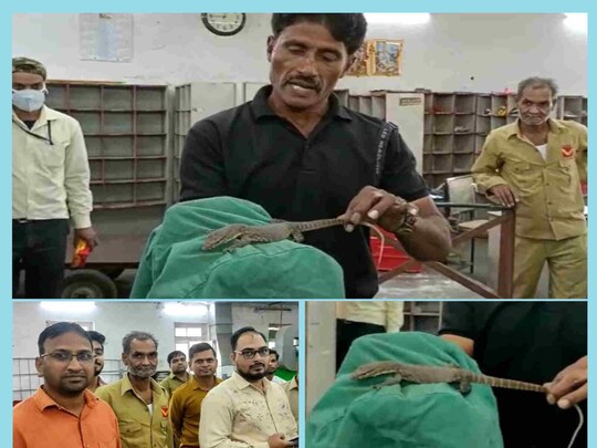 स्नेक कैचर गोविंद शर्मा के 
मुताबिक यह जहरीली नहीं होती है. इसमें सिर्फ बैक्टिरिया होते हैं