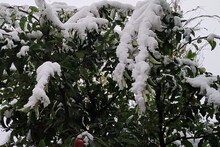 Weather Update: हिमाचल में फिर बिगड़ेगा मौसम, अगले 2 दिनों तक बारिश और बर्फबारी के आसार