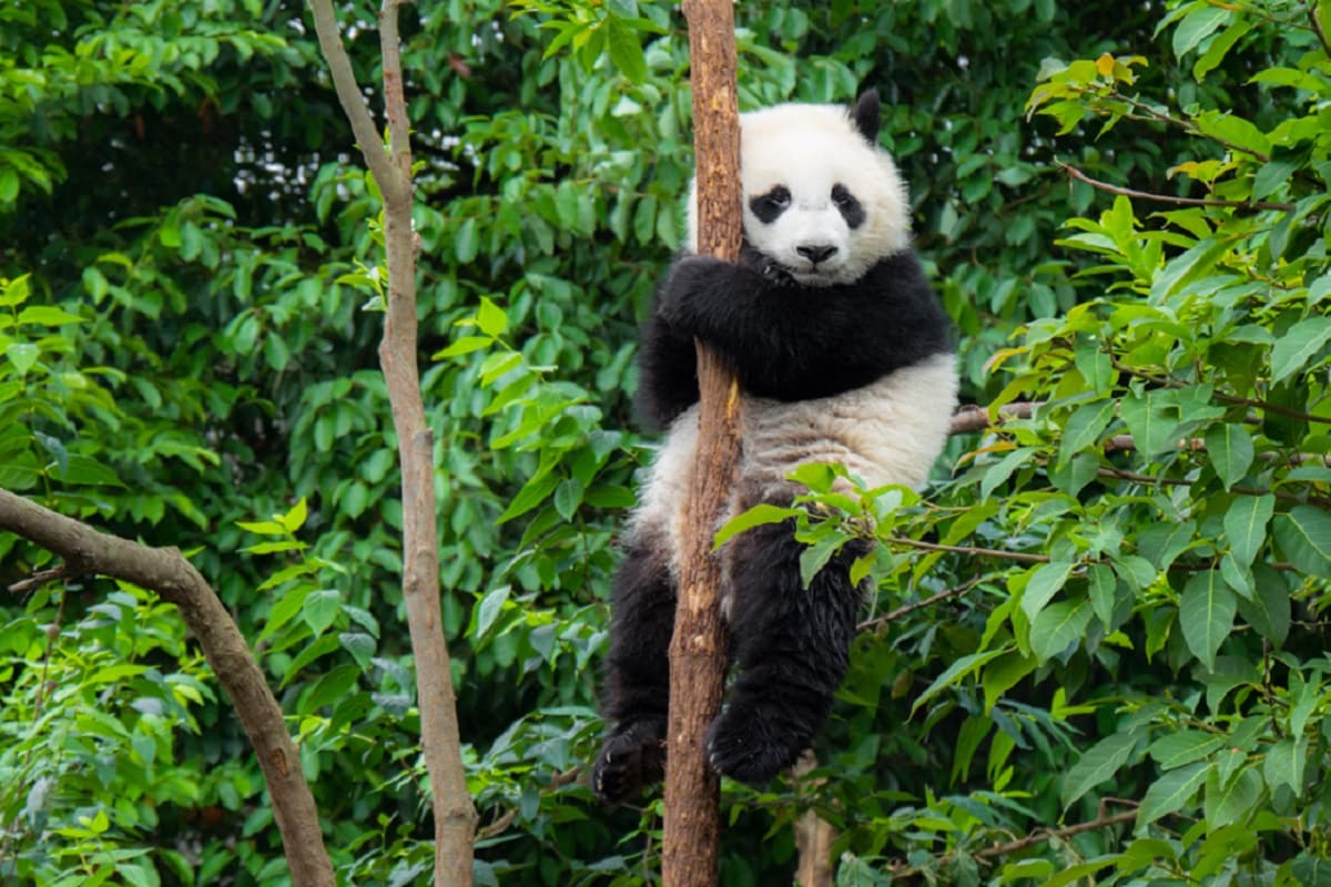 Песня дикая панда. Панда висит на дереве. Red Panda on a Tree PNG.