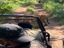 OMG ! जिप्सी के चक्कर लगाने लगा बाघ तो सैलानियों की अटक गयी सांस...देखें Video