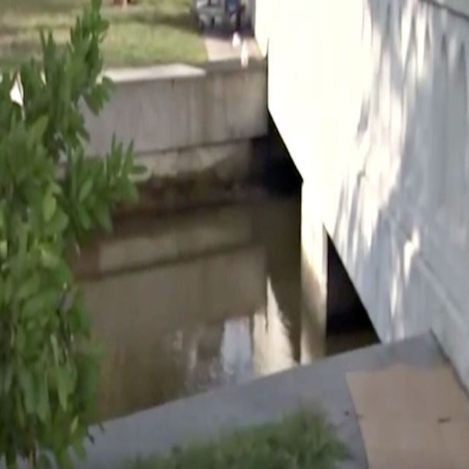 aligtor attacks sleeping woman fell in canal