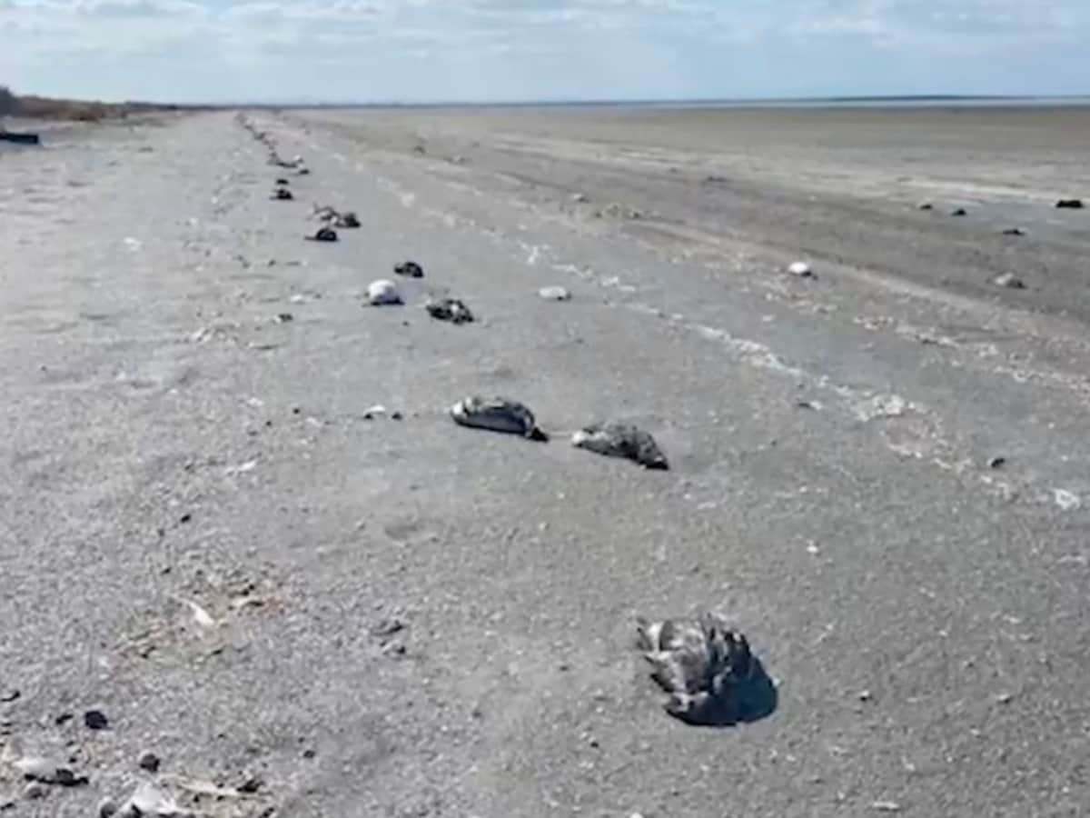 Mysterious bird flu feared to have wiped out 7000 seabirds found dead at border