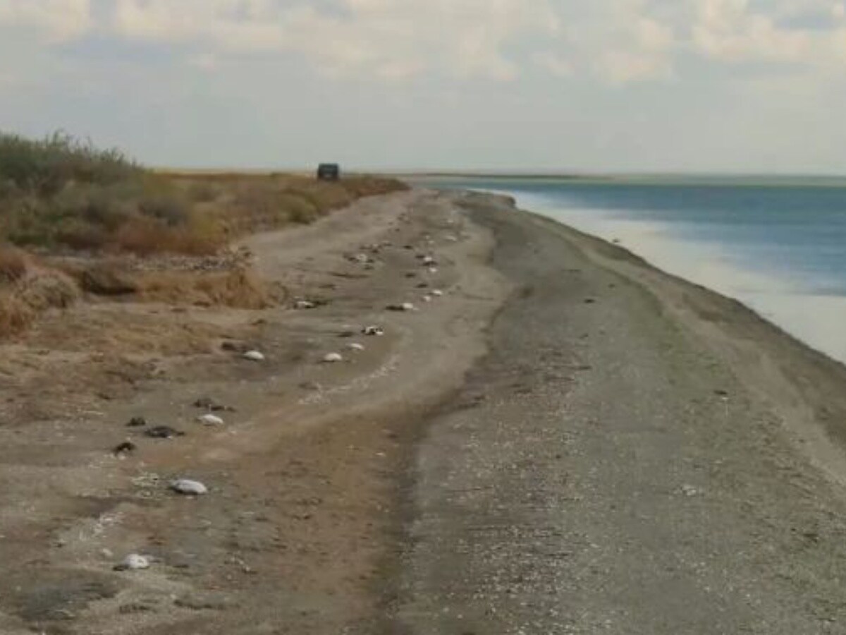 death of thousands of birds in Russia