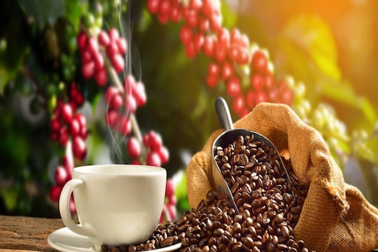 जाने क्या कैफीन के सेवन से हार्ट फेलियर और कैंसर होता है? जानें कैफीन से जुड़े मिथ्स और फैक्ट्स, अभी पढ़े