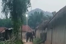 जामताड़ा में जंगली हाथी का तांडव: घरों में सोए थे लोग, गजराज को देख बिस्तर से उठकर भागे