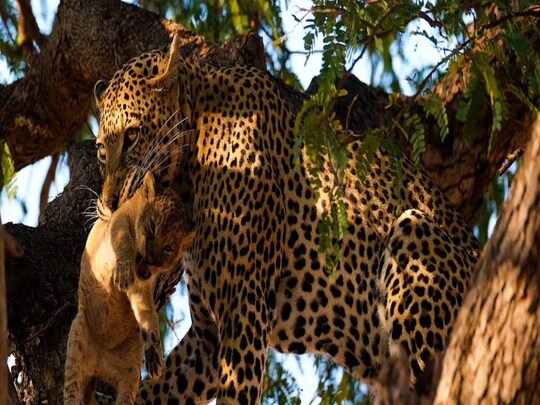 तंजानिया के रुआहा नेशनल पार्क (Ruaha National Park, Tanzania ) में अफ्रीकन तेंदुए ने शावक का शिकार कर लिया. (Credit- Scott Hyman/ Instagram)