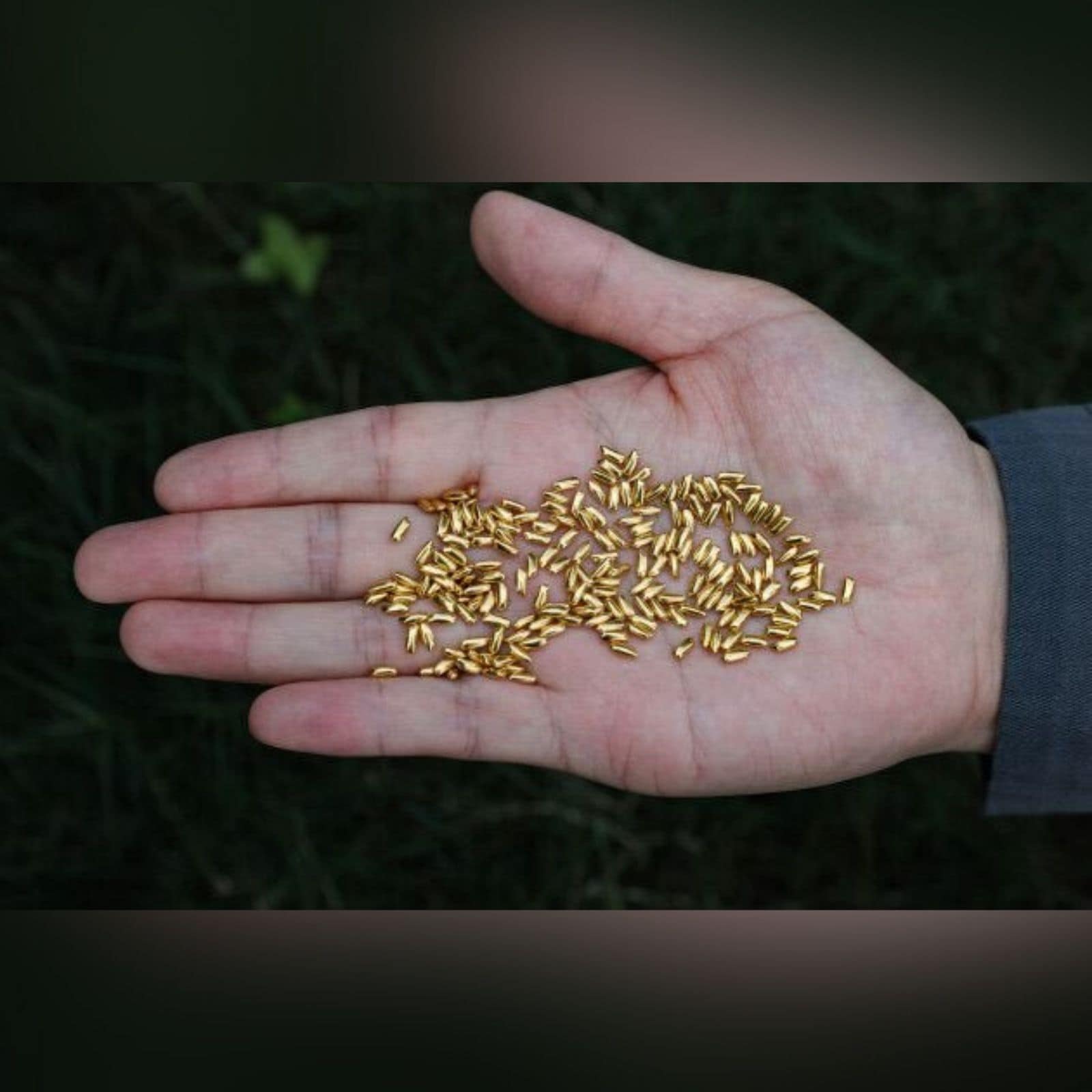 man throw 1000 gold rice grains in river