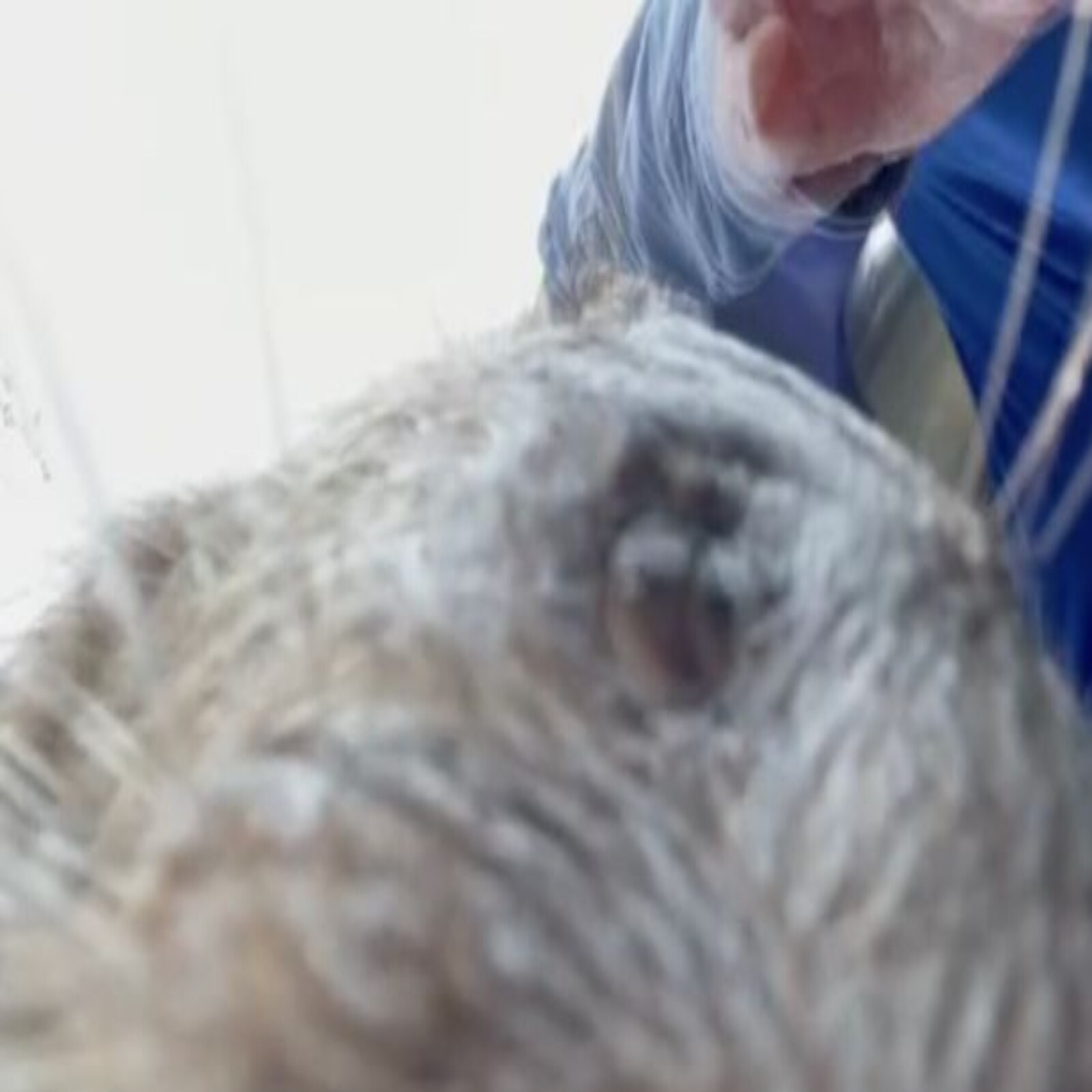 otter brings mobile from pond