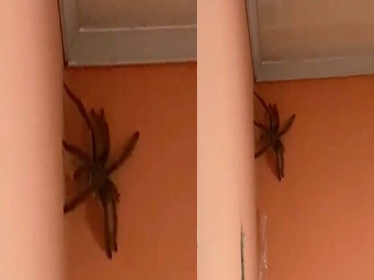 महिला ने विशाल मकड़ी (Big Spider) का वीडियो बनाकर सोशल मीडिया (social media spider video) पर डाल दिया. (Credit- Instagram)