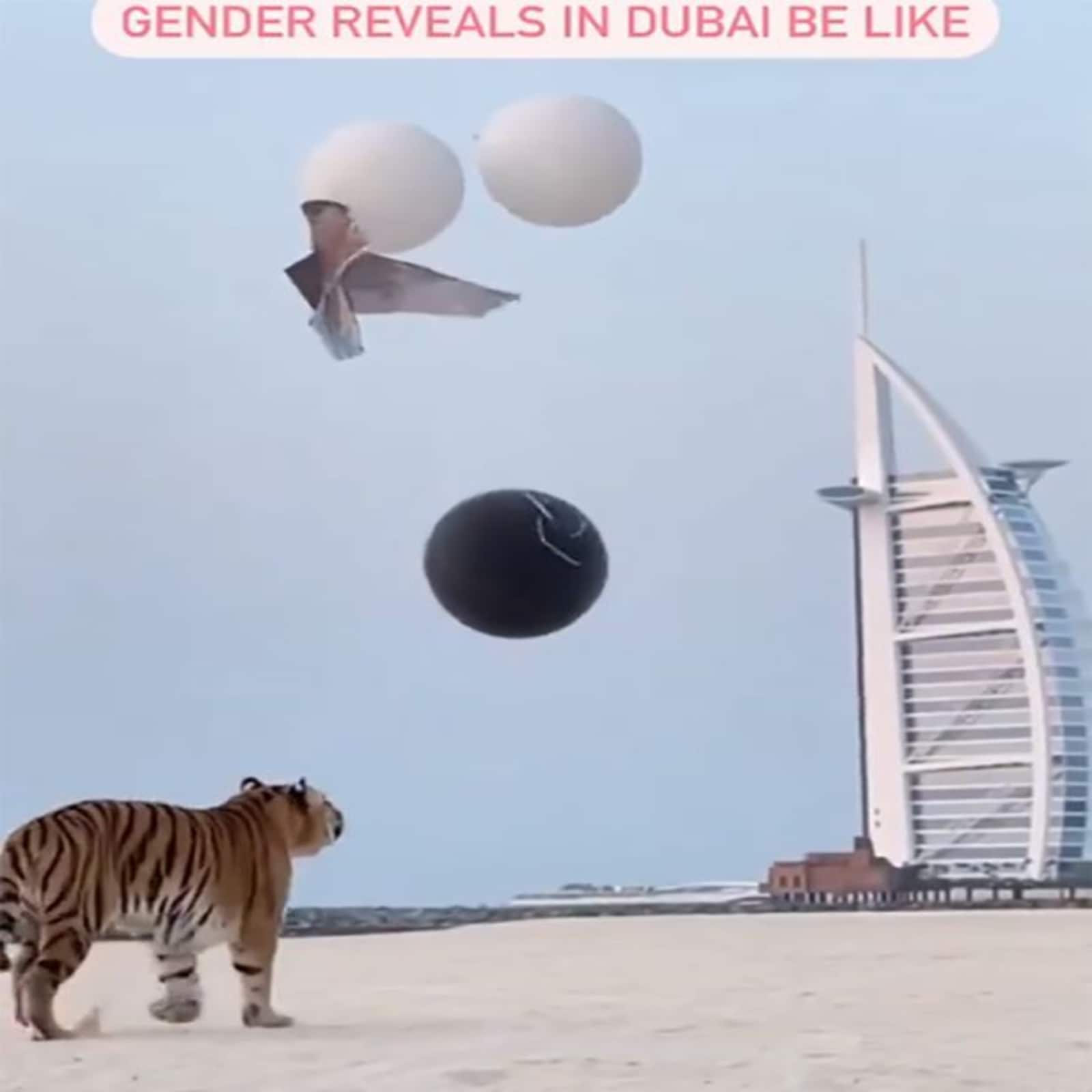tiger in gender reveal event at dubai