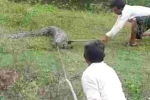 Cruelty: अजगर को उदयपुर में ग्रामीणों ने कुल्हाड़ी से लकड़ी की तरह काट डाला