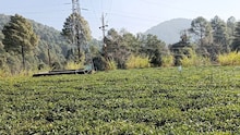 श्यामखेत में है नैनीताल का मशहूर चाय बागान, विदेशों में भी यहां की चायपत्ती की डिमांड